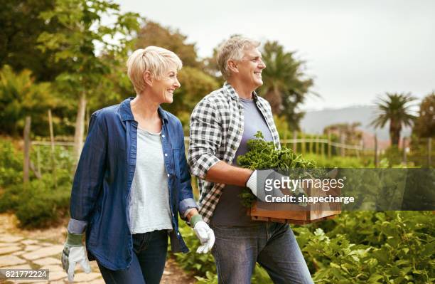growing your own vegetables is cost effective - couple gardening stock pictures, royalty-free photos & images