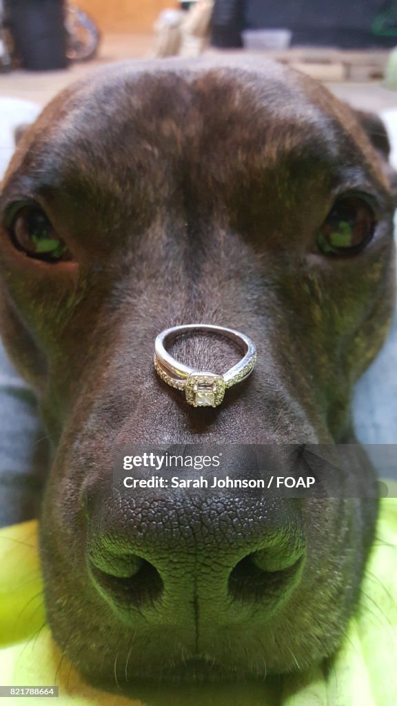 Close-up of finger ring on dog nose