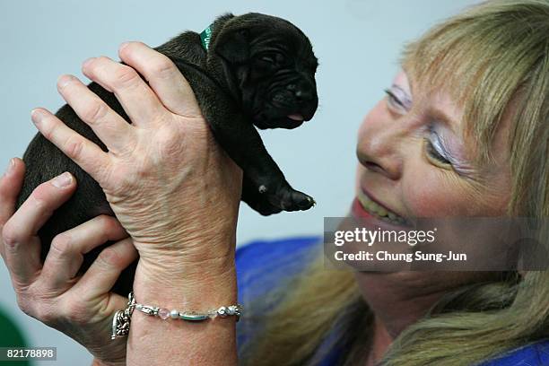 Bernann Mckinney, a pet owner holds her pit bull terrier cloned dogs at the Seoul National University on August 5, 2008 in Seoul, South Korea. The...