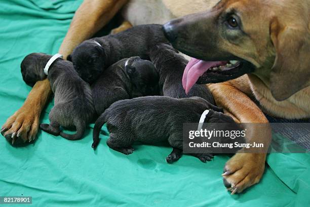 Five pit bull terrier clones dogs and their surrogate mother are seen at the Seoul National University on August 5, 2008 in Seoul, South Korea. The...