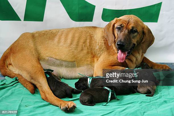 Five pit bull terrier clones dogs and their surrogate mother are seen at the Seoul National University on August 5, 2008 in Seoul, South Korea. The...
