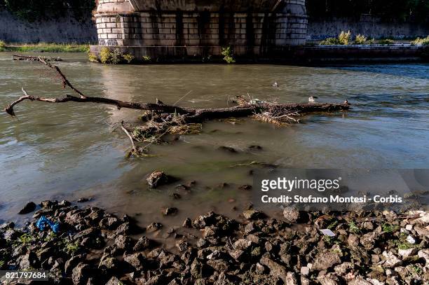 Tree emerges from the Tiber River, under the Garibaldi Bridge, with the low water level due to the drought on July 24, 2017 in Rome, Italy. Because...