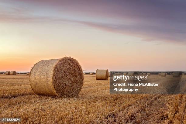 make hay while the sun shines - botte de paille photos et images de collection