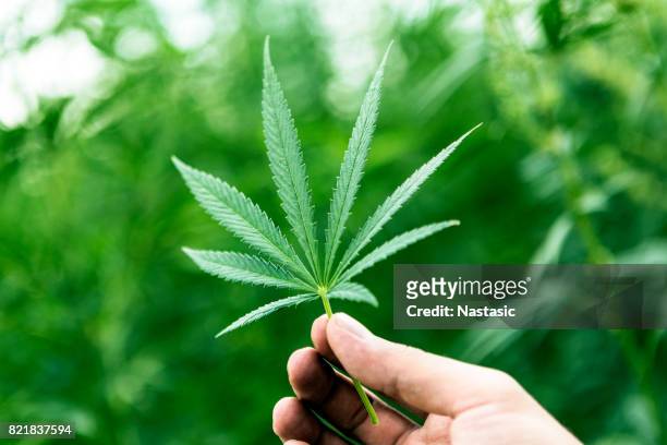 mão segurando a folha de maconha com plantas de cannabis em plano - cannabis oil - fotografias e filmes do acervo