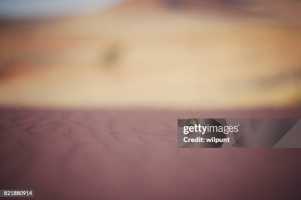 cricket de maïs marchant sur le sable du désert - vertebras photos et images de collection