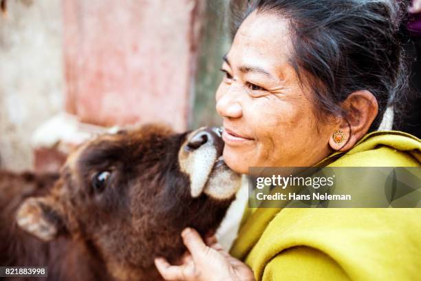 woman kissing cow - glimpses of daily life in nepal stock pictures, royalty-free photos & images