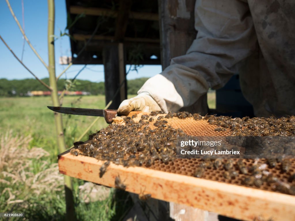 Apiarist inspecting a frame