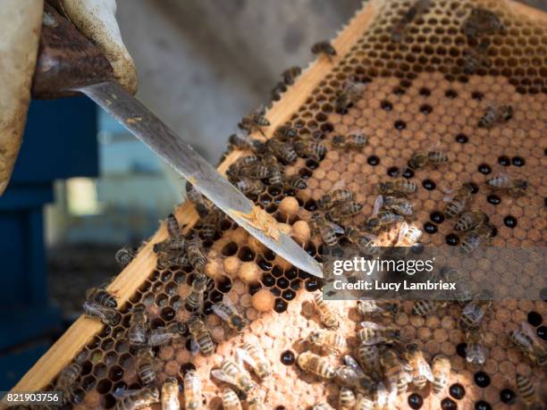 beekeeper inspecting the frames for brood - drone bee stock pictures, royalty-free photos & images
