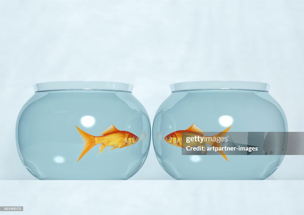 Two fish bowls with goldfish
