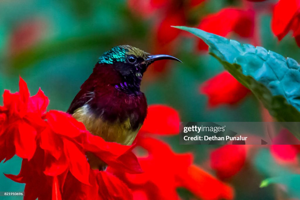 Bird portrait