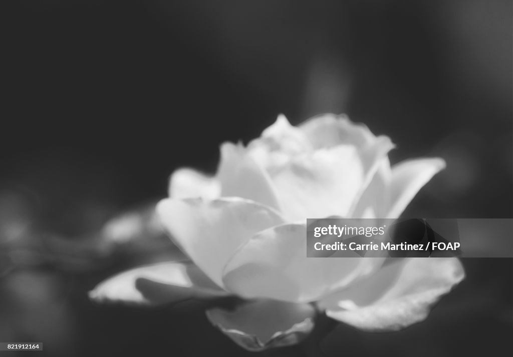 Close-up of white rose