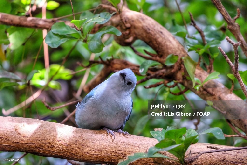 Gray bird perching on tree branch