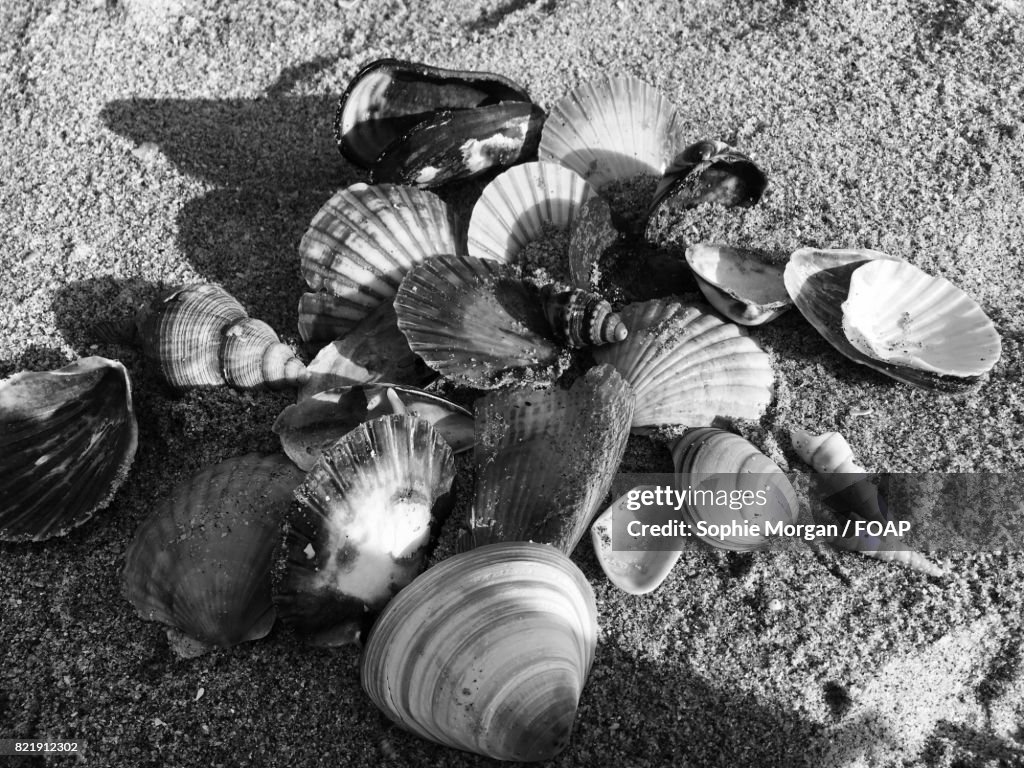 Shells on the beach