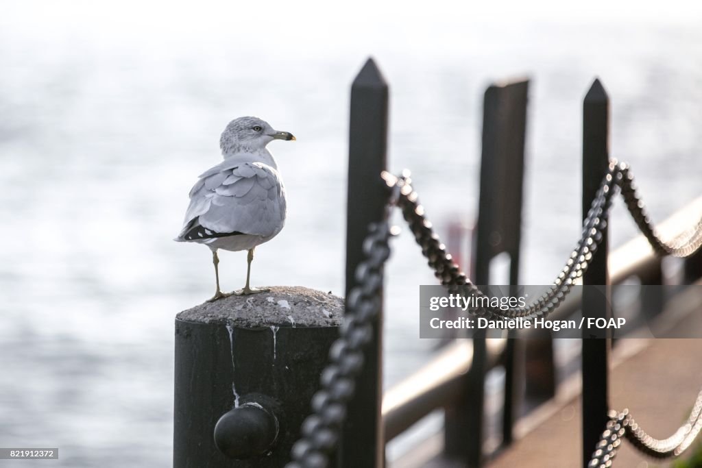 Seagull perching on wooden post