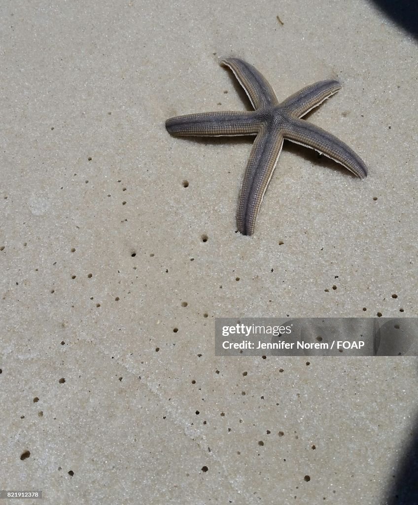 High angle view of starfish on beach