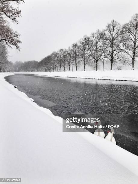 swans in lake - teeline stock pictures, royalty-free photos & images