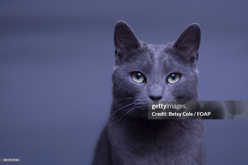 Manx cat over gray background