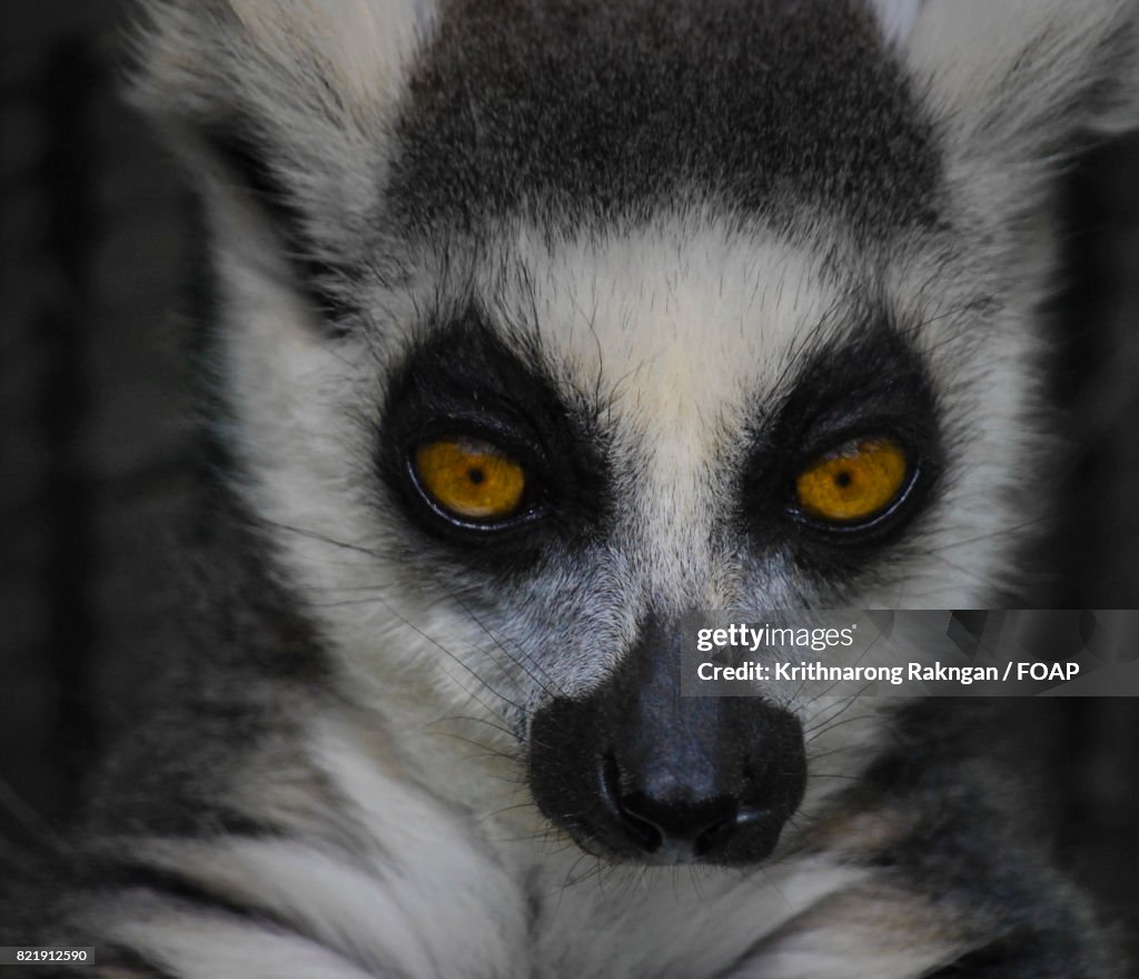 Meerkat with big yellow eyes