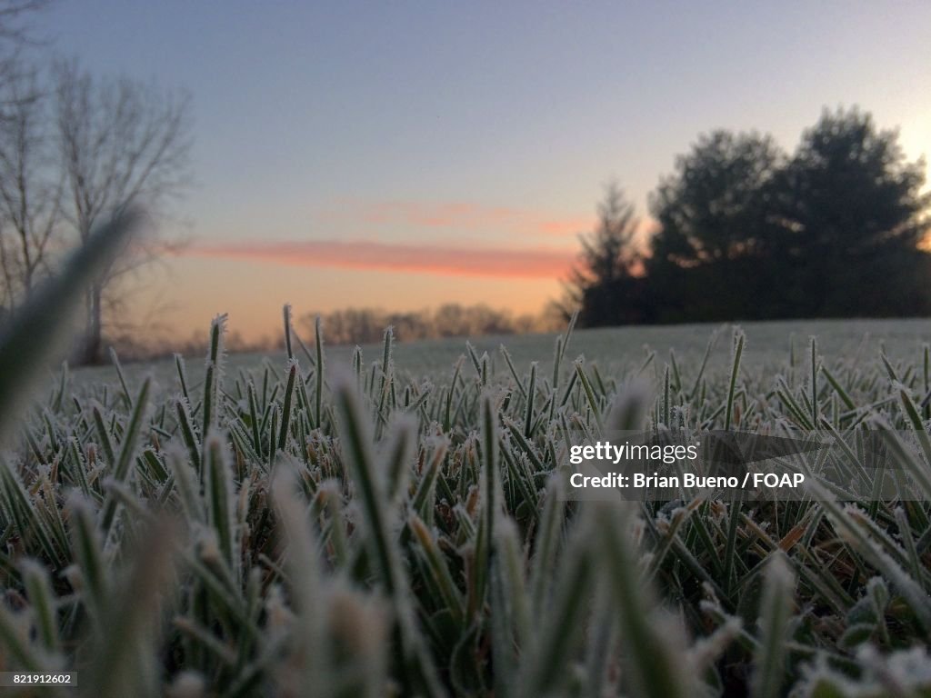 Frozen grassy field