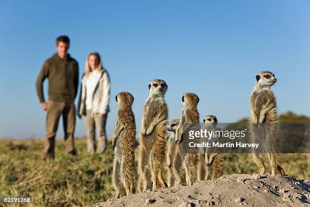 suricate / meerkat with tourists. - erdmännchen stock-fotos und bilder