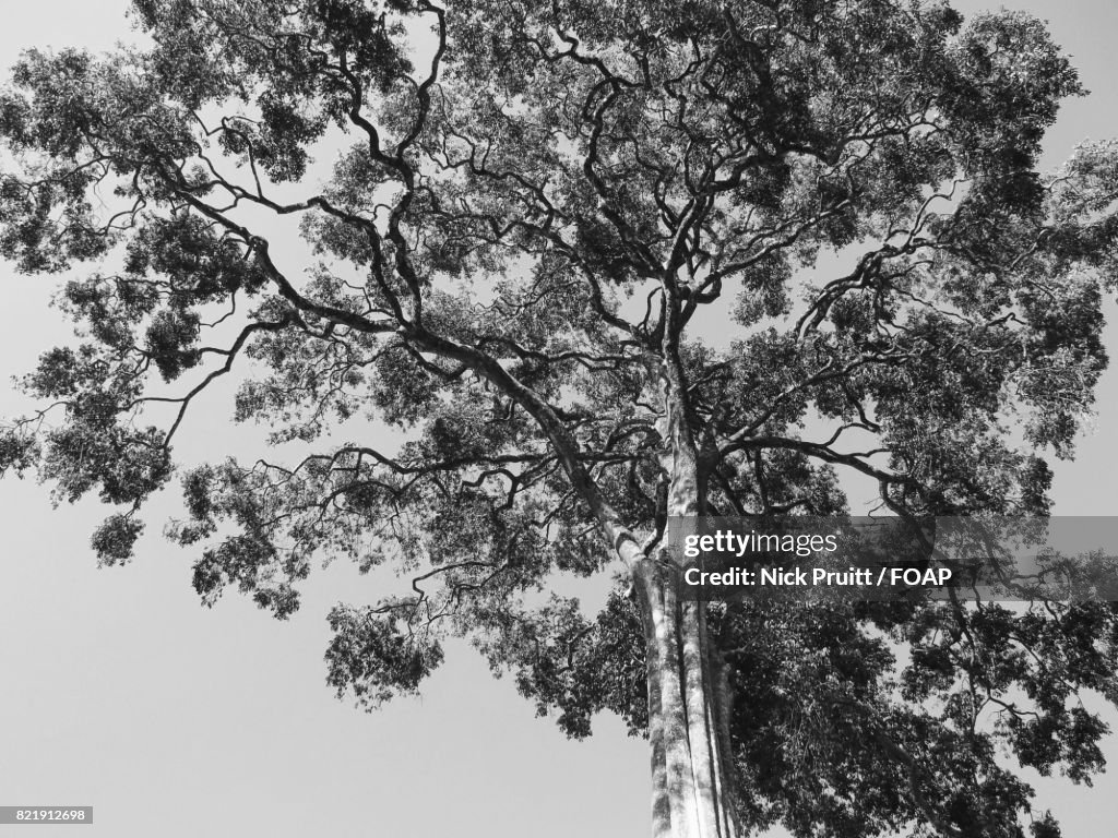 Low angle view of a tree