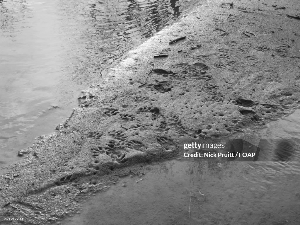 High angle view of animal tracks on sand