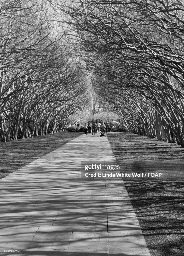 View of a path in garden