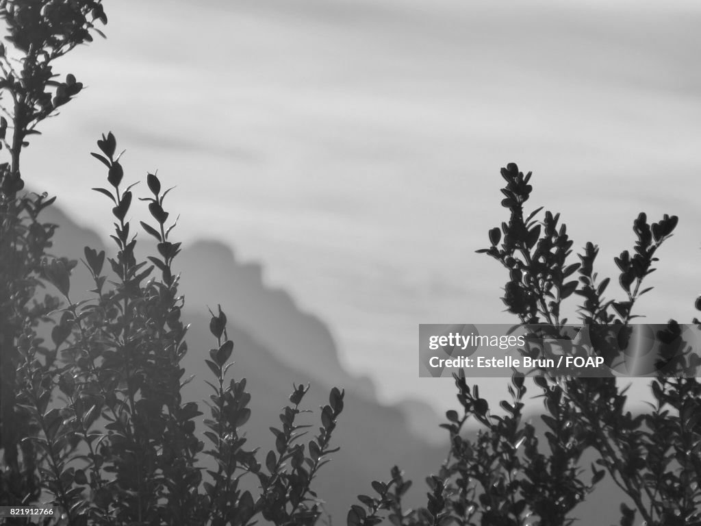 Close-up of tree branches