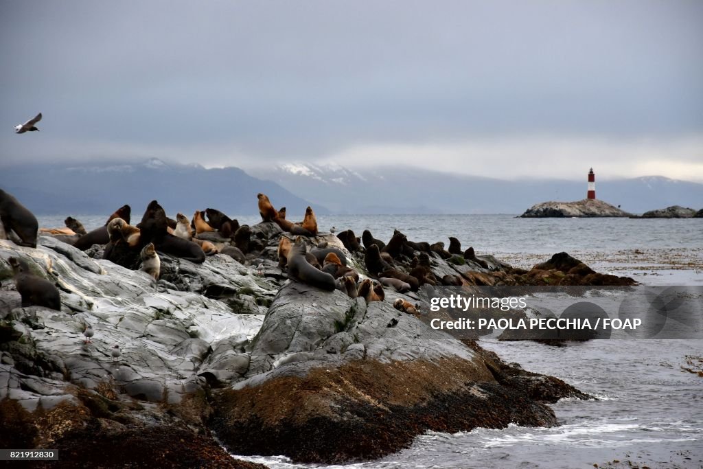 Sea lions on rocky coatline