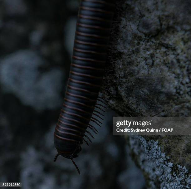 Centipede Wild Photos And Premium High Res Pictures Getty Images Centipede Wild Photos And Premium High Res Pictures Getty Images