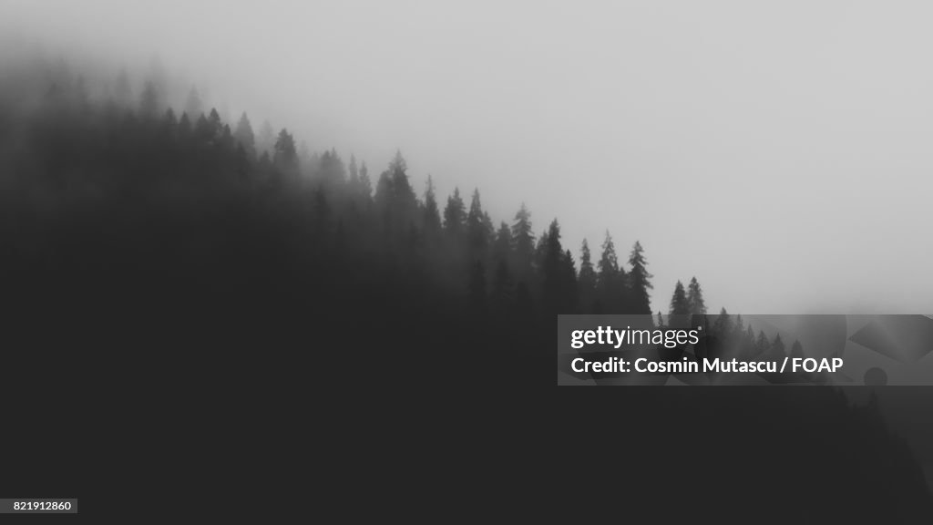 Trees in mountain during foggy weather