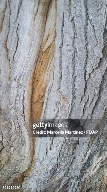 full frame of plant bark - plant bark stock-fotos und bilder