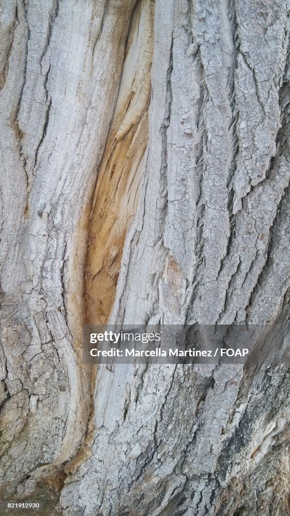 Full frame of plant bark