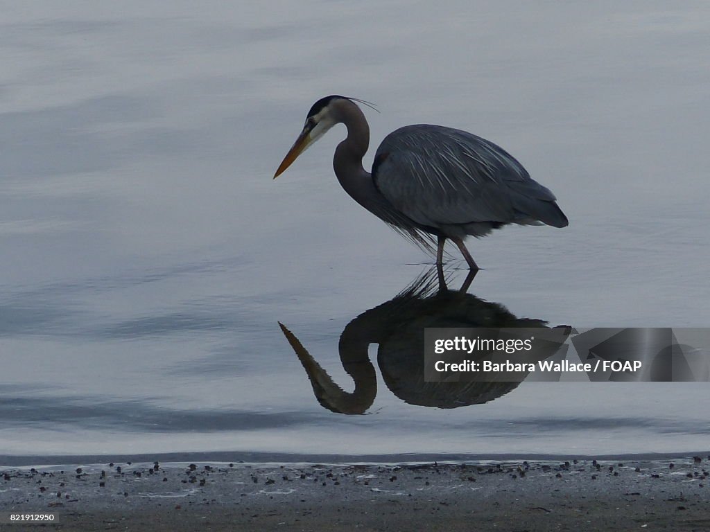 Reflection of heron bird on lake