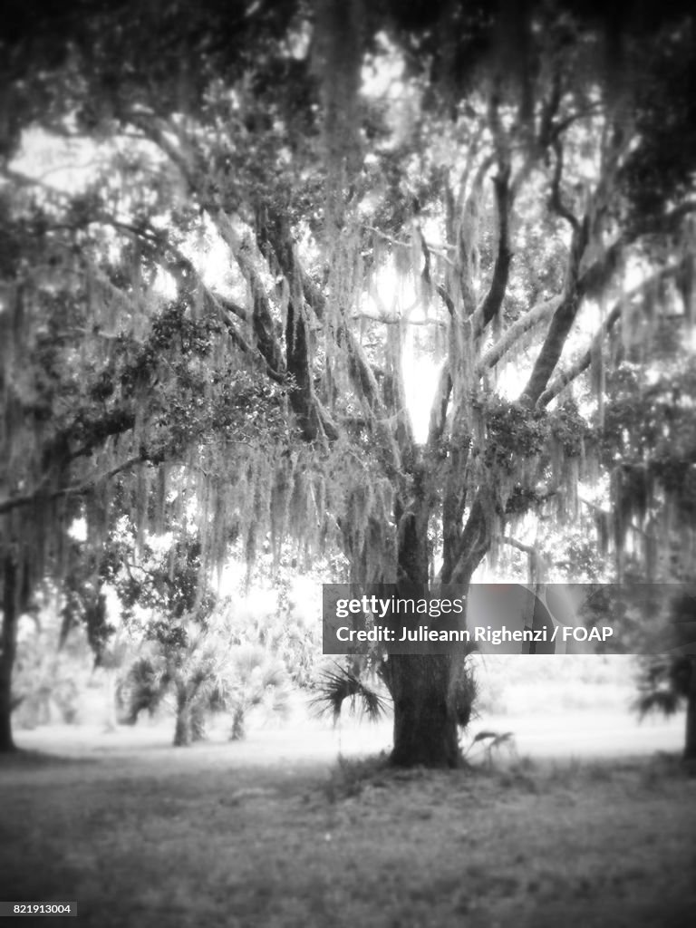 View of spanish moss trees in forest