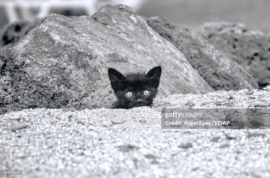 Kitten hiding behind rocks