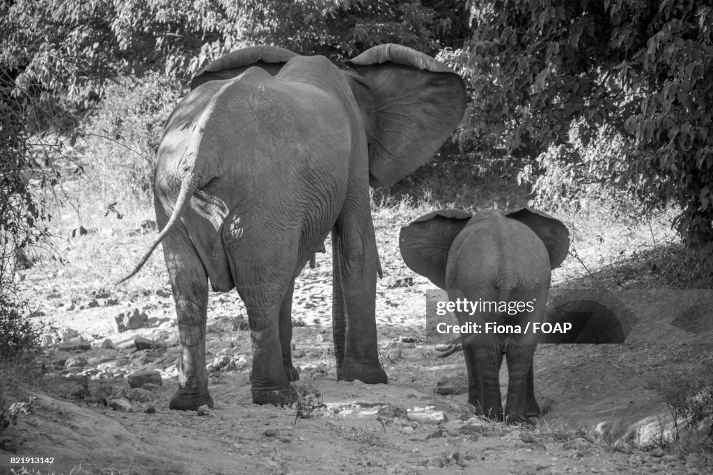 African elephants in forest
