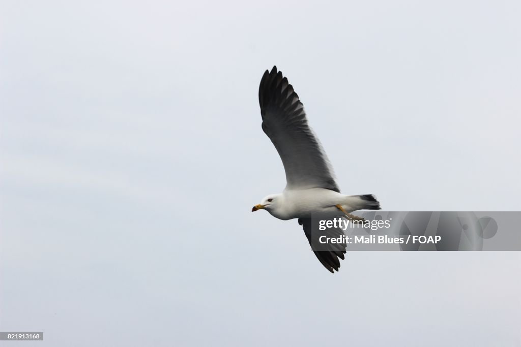 Seagull flying in flight