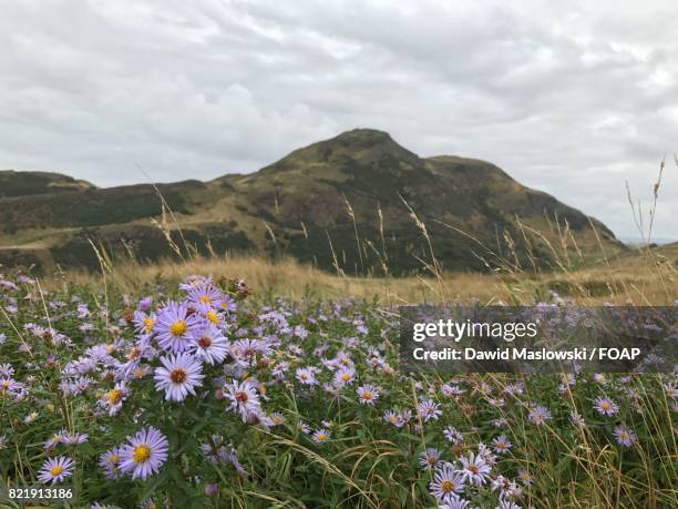 flowers growing on meadow - maslowski stock pictures, royalty-free photos & images