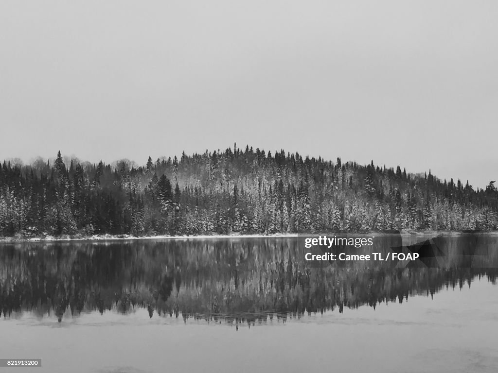 Reflection of trees on lake during winter