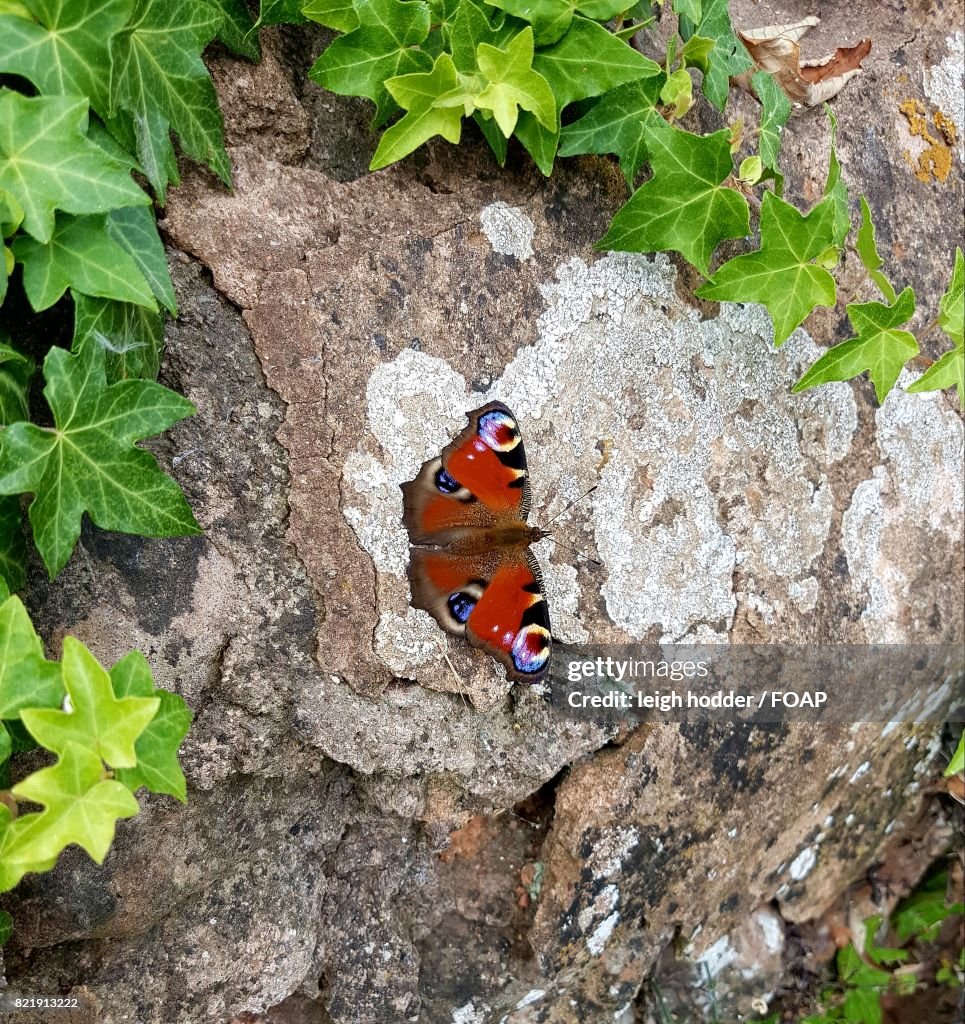 Overhead view of butterfly on rock