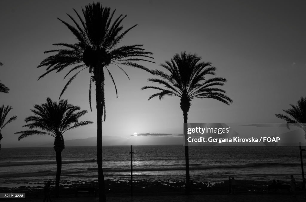 Palm tree at beach during sunset