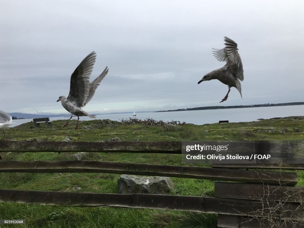 Close-up of seagulls flying in mid-air