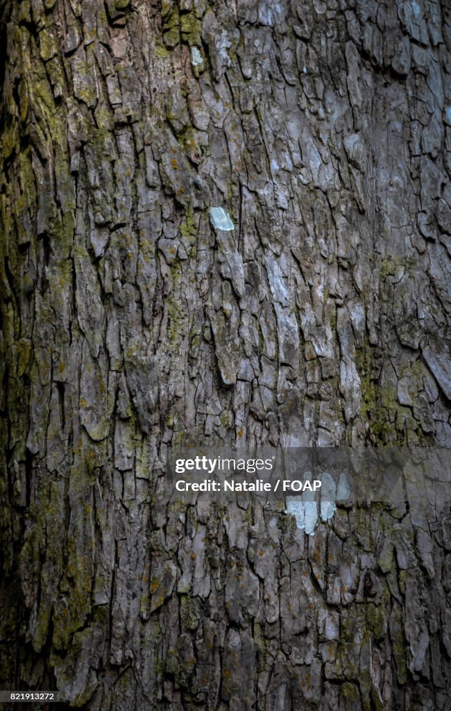 Full frame of tree trunk