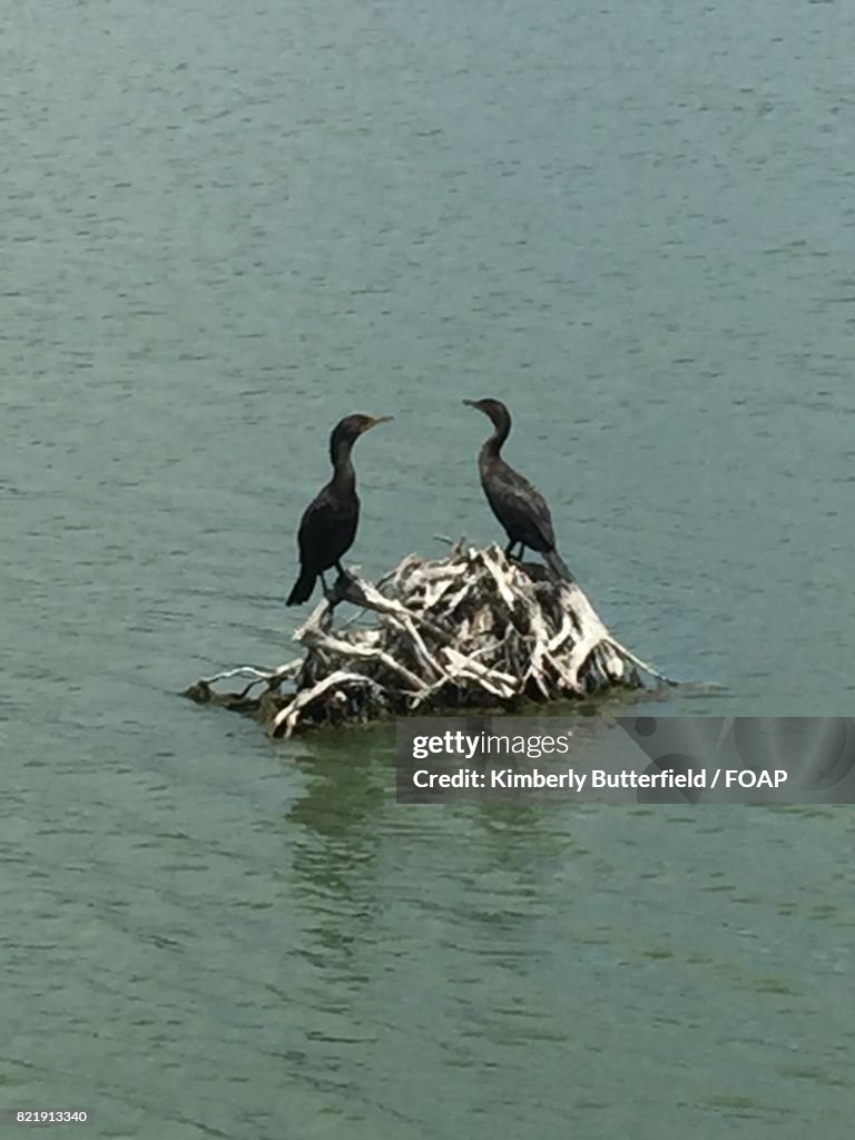 Birds perching on root in lake