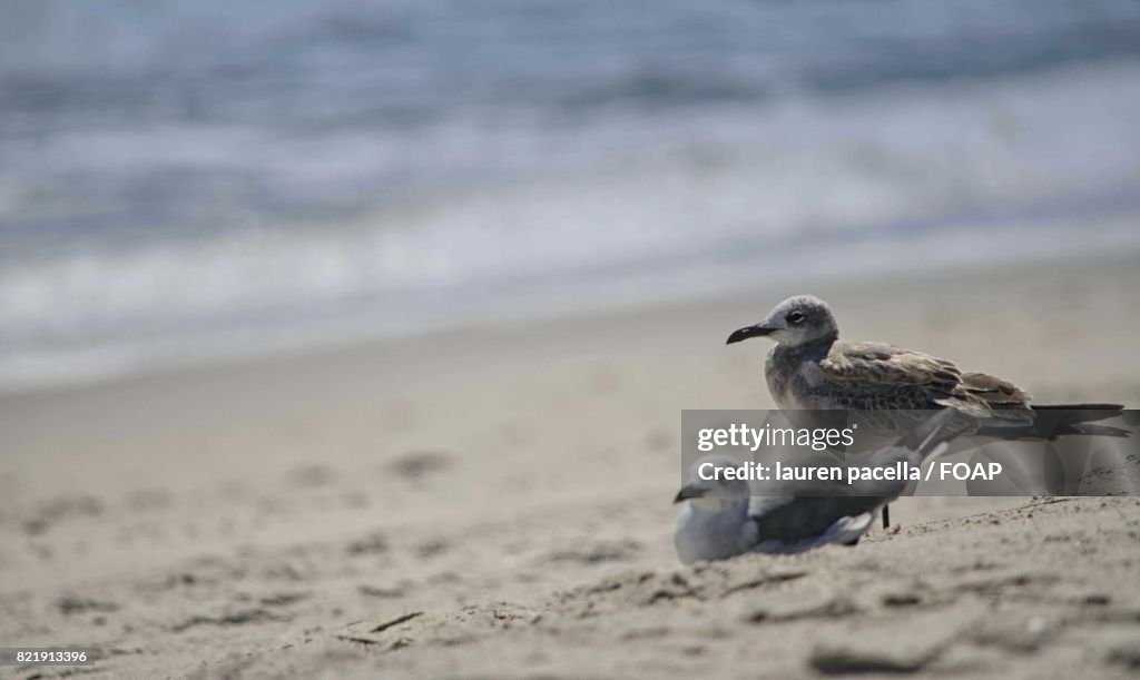 Seagulls on sand at beach