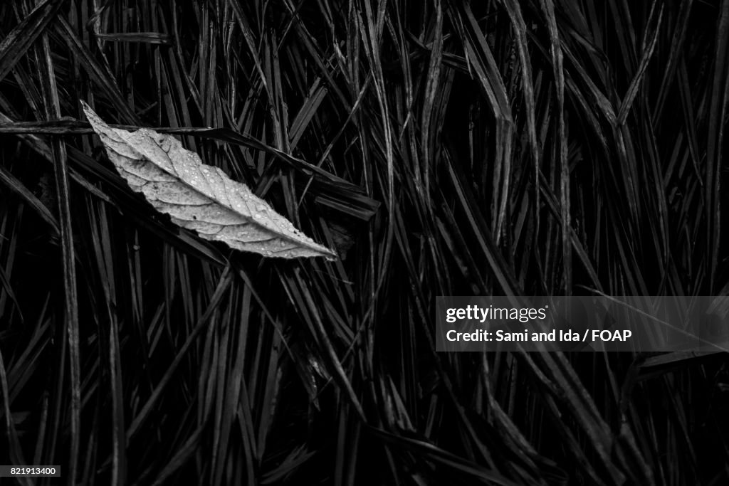 Fallen Leaf on a hay field