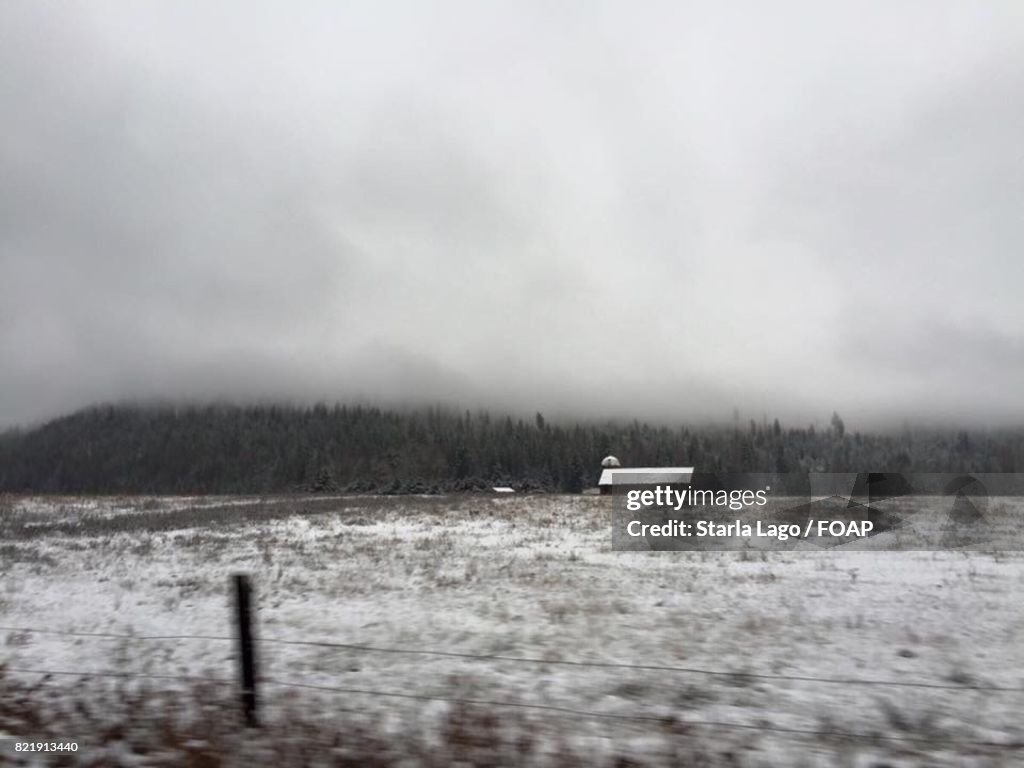 Trees growing on snowy field