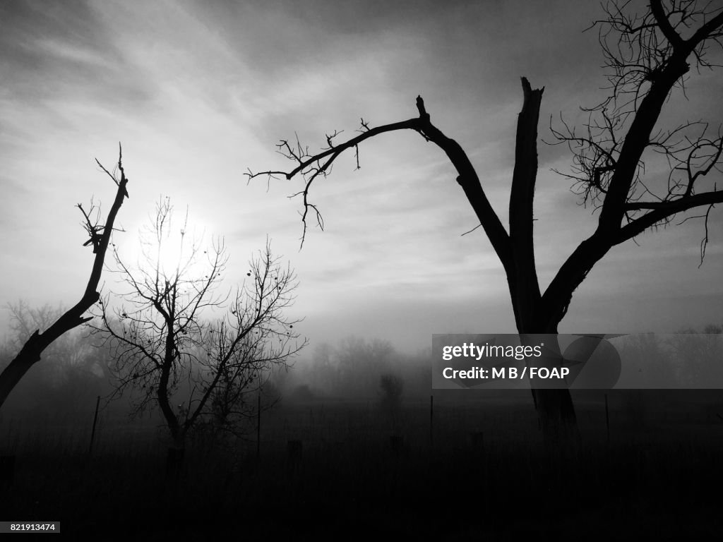 Bare trees in Erie, Pennsylvania