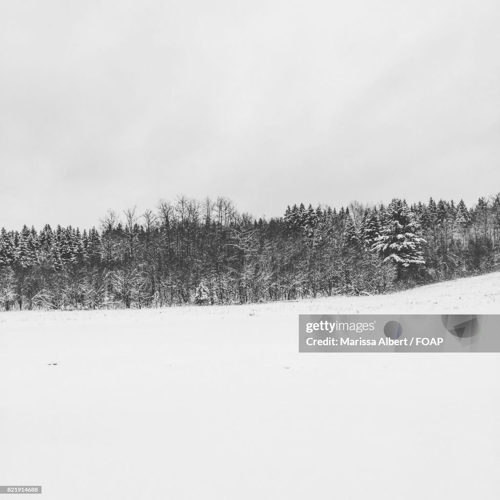 View of forest during winter